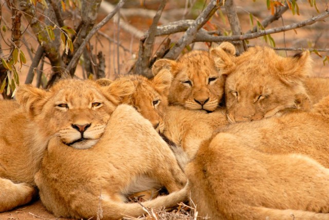 Löwen Foto von Patrick Head Ranger Kings Camp