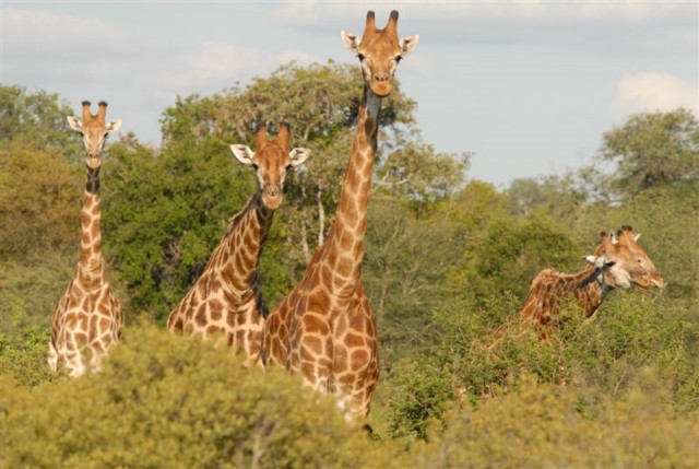 neugierige Giraffen Foto Patrick Head Ranger Kings Camp