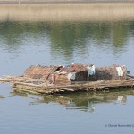 Leben auf dem Wasser 