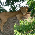 Junger Löwe im Baum