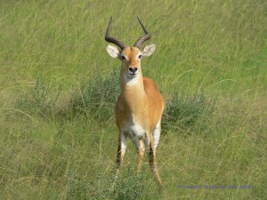 Uganda Kob