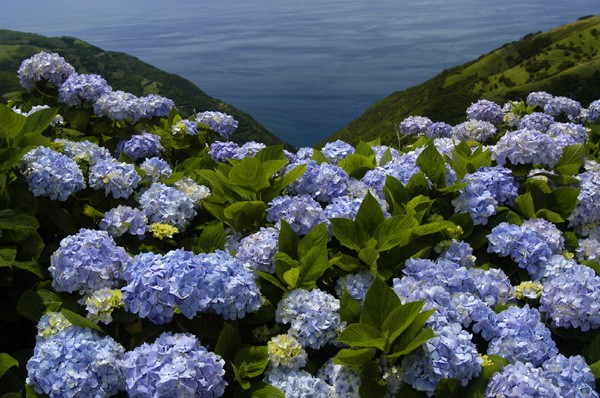 Azoren Blumenmeer