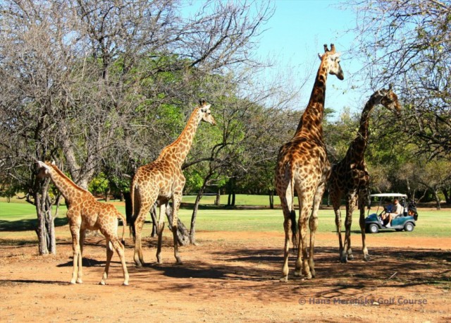 Südafrika Reiseangebot: Golfsafari mit dem Luxuszug Rovos Rail