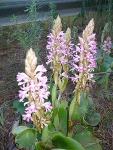 Orchideen die aussehen wie Hyazinthen