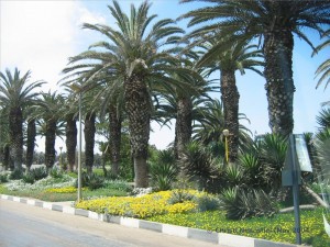 Palmenallee in Swakopmund 
