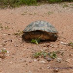 Eine Schildkröte ist auf der Piste 
