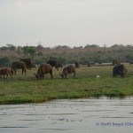 Büffel im Chobe Nationalpark