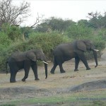 Elefanten im Chobe Nationalpark 