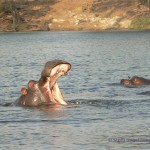 Flusspferd im Chobe River 