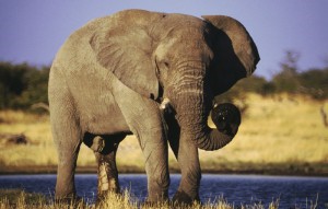Namibia Etoshapfanne Elefant
