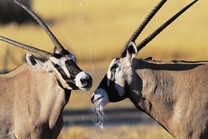 Namibia Oryx Antilope