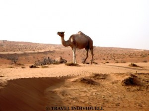 Wüste im Oman - Wahiba Sands