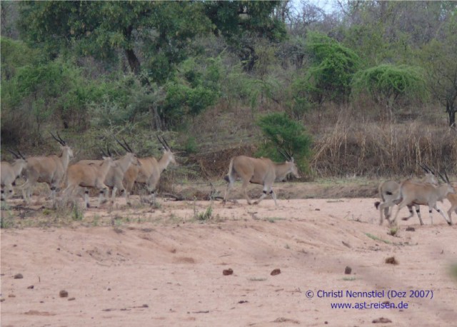 Special Tansania: Ruaha Nationalpark, Selous Game Reserve und Ras Kutani Strandresort