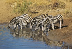 Südafrika Krüger Nationalpark Zebras