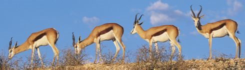 Südafrika-Rundreise von Johannesburg über Krüger Nationalpark Durban Port Elisabeth nach Kapstadt