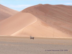 Eine Oryx Antilope 