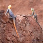 Links Agamen-Männchen, rechts Weibchen