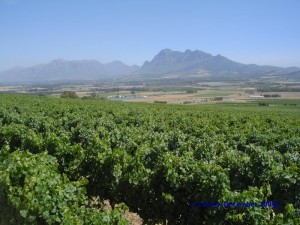 Weinanbaugebiet 
