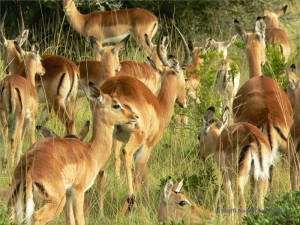 Impalas