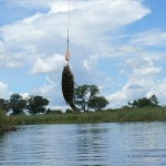Schon wieder ein Bream