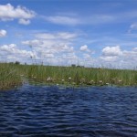 Wie im Okavango Delta 