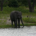 Durstiger Elefant 
