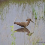 Hammerkop