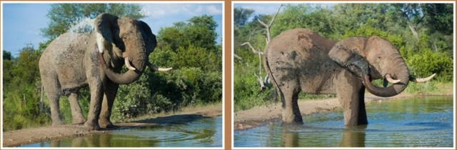 Ranger-Bericht von der Pondoro Game Lodge in Südafrika 