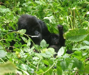 Gorilla Mama mit Baby in Ruanda 