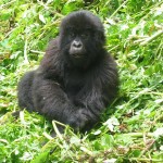 Junger Gorilla in Ruanda