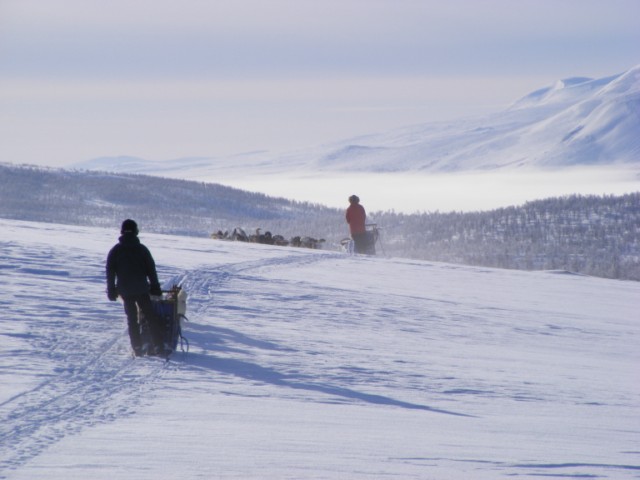 Hundeschlittentour durch die Wildnis Schwedisch-Lapplands