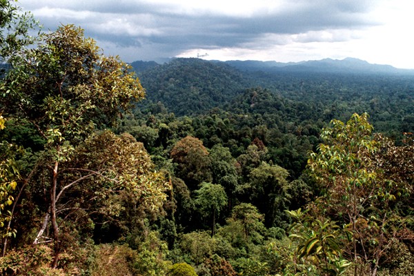 Erlebnisbericht: Orang Utans im Nationalpark von Bugit Tigahpuluh auf Sumatra / Indonesien