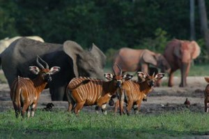 Bongos und Waldelefanten in der Langoue Bai