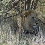Ein Kalahari Löwe im Gebüsch!