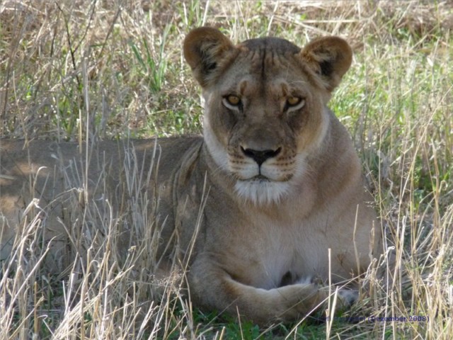 Traum-Urlaub: Meine Reise von Frankfurt nach Botswana zur Deception Valley Lodge 