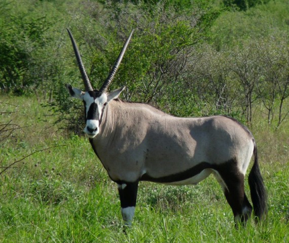 Oryx 