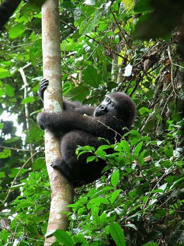 Berggorillas in Uganda: Gorilla Trekking im Bwindi Impenetrable Forest