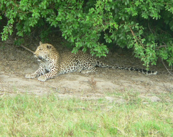 Leopard im Moremi Game Reserve 