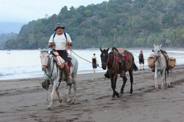 Costa Rica: Die Osa-Halbinsel