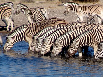 Die weiten Ebenen des Etosha-Nationalpark in Namibia