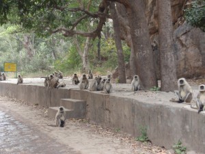 Affenfamilie im Naturschutzpark