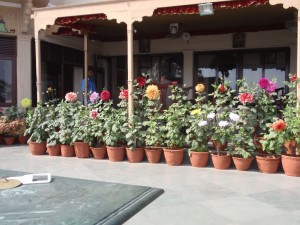 blühende Gardenien