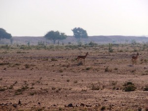 Gazellen in Indien
