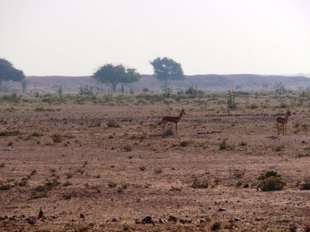 Jaisalmer, die goldenen Stadt am Rande der Thar Wüste und der Tempel Ramedora