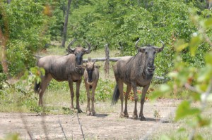 Hwange Nationalpark - Gnu Herde