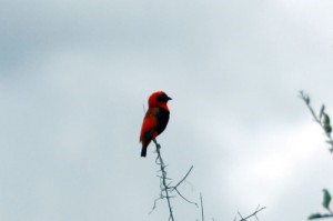 Hwange Nationalpark - Oryxweber