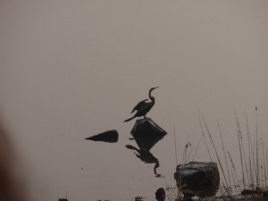Kormoran