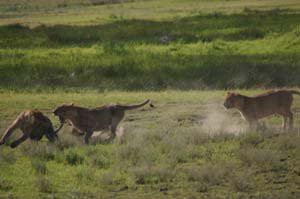 Der Tarangire Nationalpark: Ein Safari Erlebnis der Extraklasse