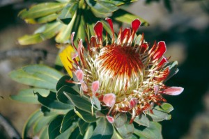 Protea Blüte