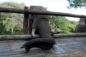 Simbabwe-Urlaub -Victoria Falls- Elefanten-Reiten - Auf Tuchfühlung 